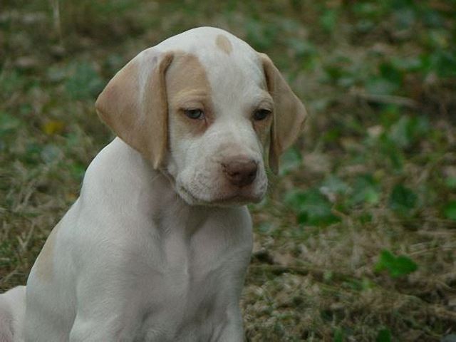 Iván