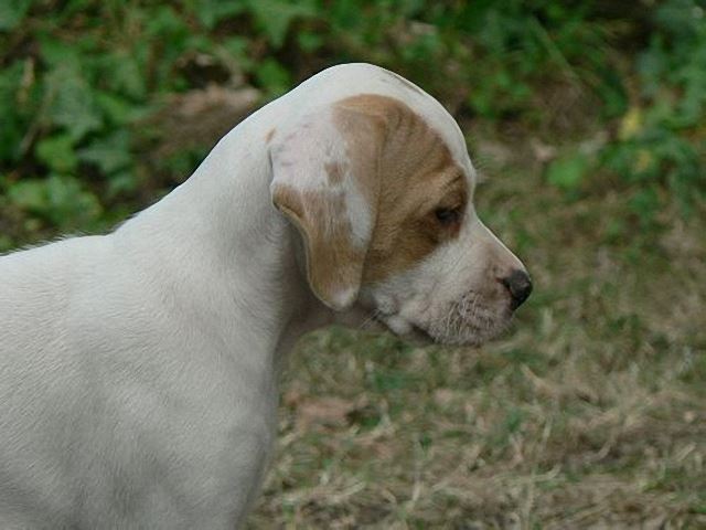 Irisz