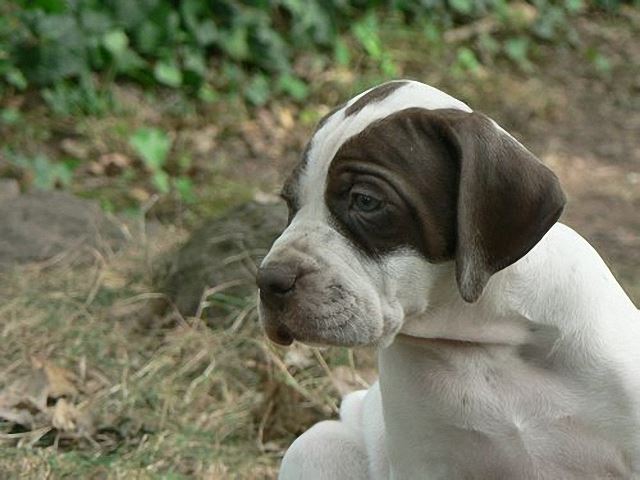 Igor
