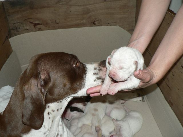 2007.05.20. Ammily kölykeivel