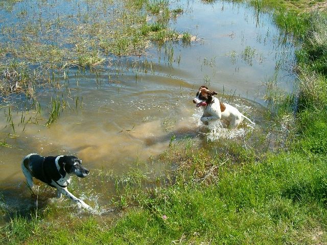 2005.tavasza Ammily és Fedra a tónál