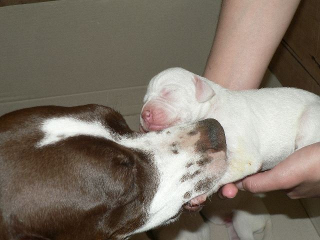 2007.05.20. Ammily kölykeivel