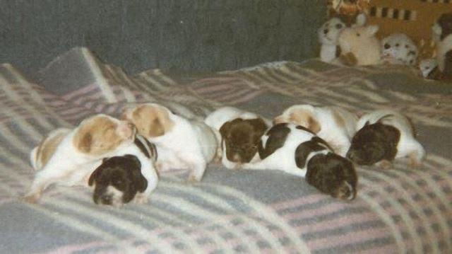 1997. H betűsök ( Fedra kölykei)
