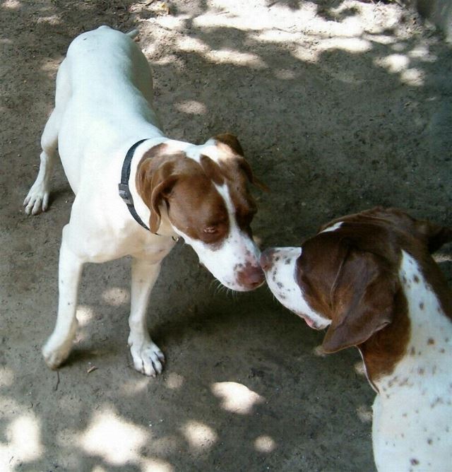 2005.július Viki megérkezett 