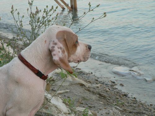 Irisz-Felice 10 hetes