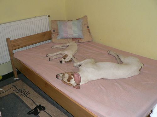 Irisz-Felice apjával,Montyval