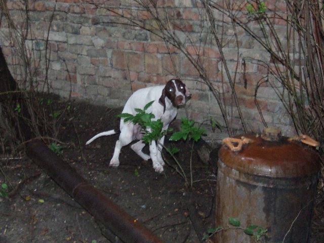 Izabella (Szellő) nálunk (4 hónapos)