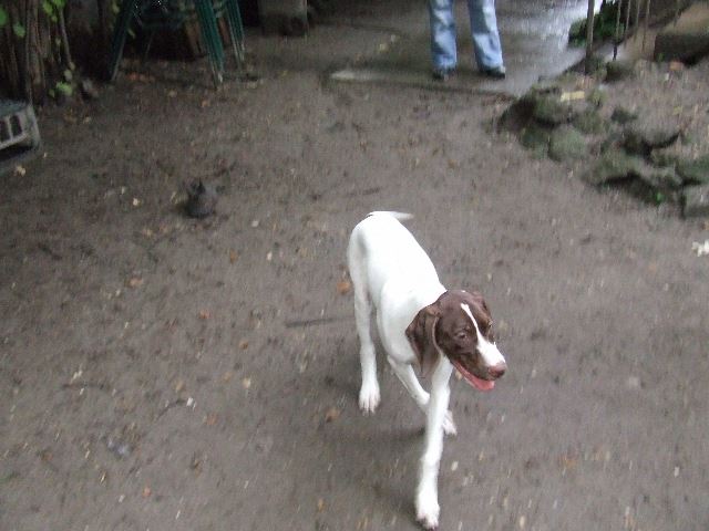 Izabella (Szellő) nálunk (4 hónapos)