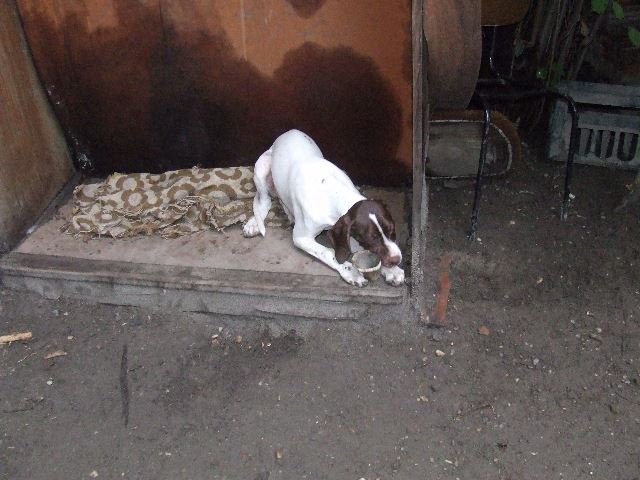 Izabella (Szellő) nálunk (4 hónapos)