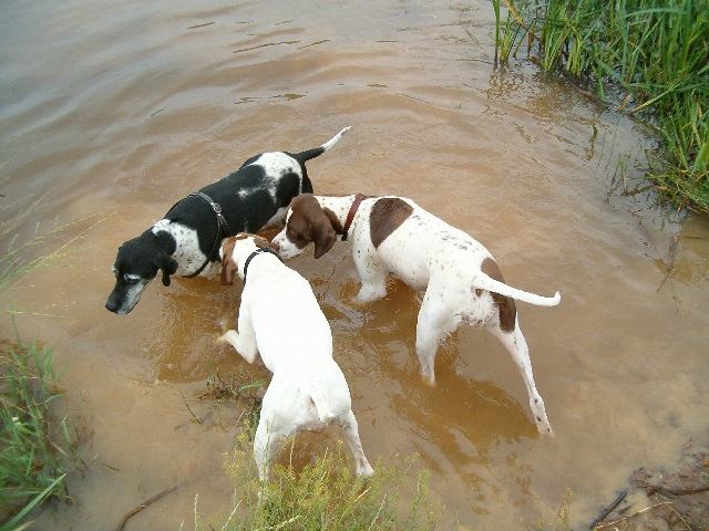 2005.nyara Hárman a tóban 