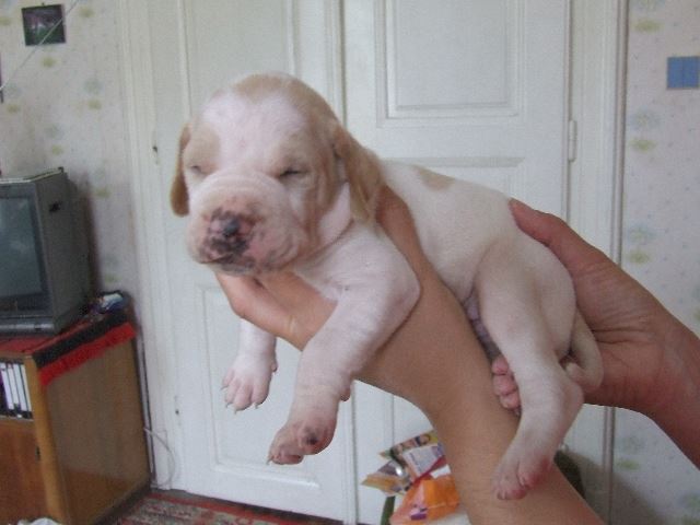 Izidor 17 napos (2007.05.30.)