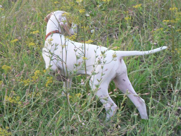 Irisz-Felice 10 hetes