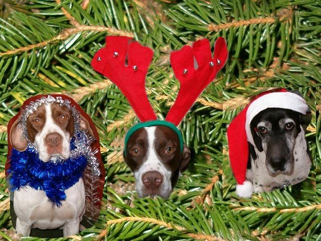 2005.december Fedra,Ammily,Viki "Boldog Karácsonyt!"  