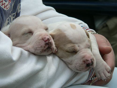 Irisz és Iphike 3 hetesen