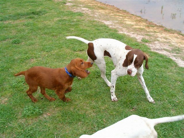 2006.április Ammily és Kelly játszik