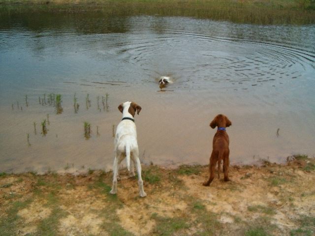 2006.május Ammily, Viki és Kelly a tónál