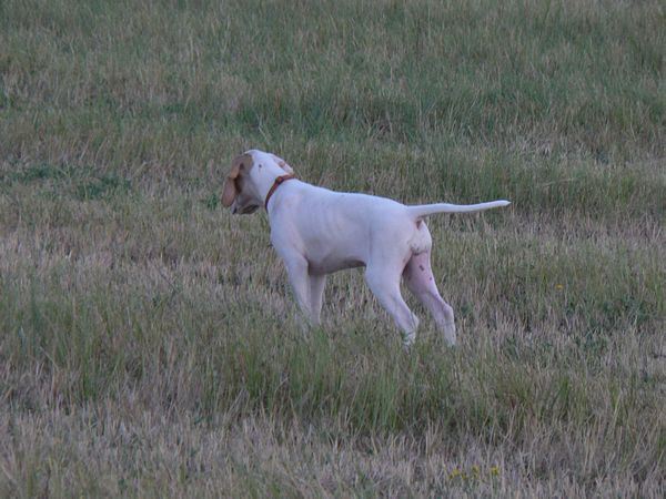 Irisz-Felice 10 hetes