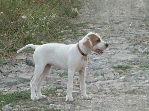 Irisz-Felice 10 hetes