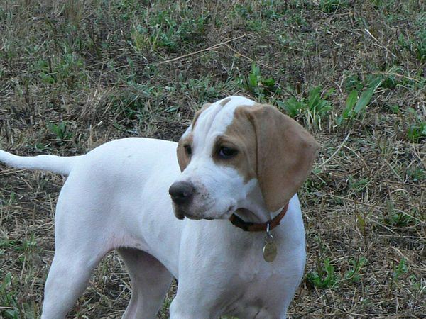 Irisz-Felice 10 hetes