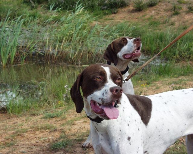 2006.nyara A tónál