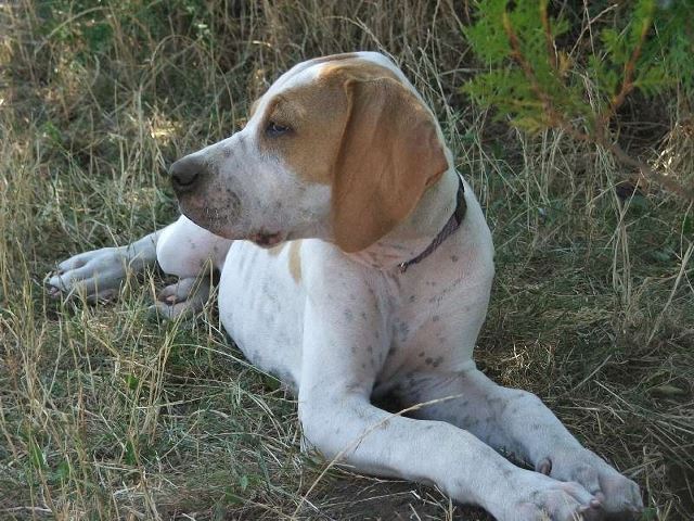 Izidor-Frodó 