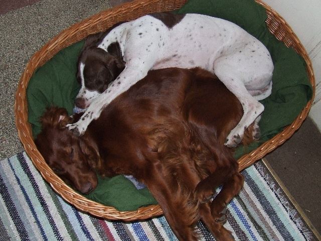 2006.tele Kelly nálunk