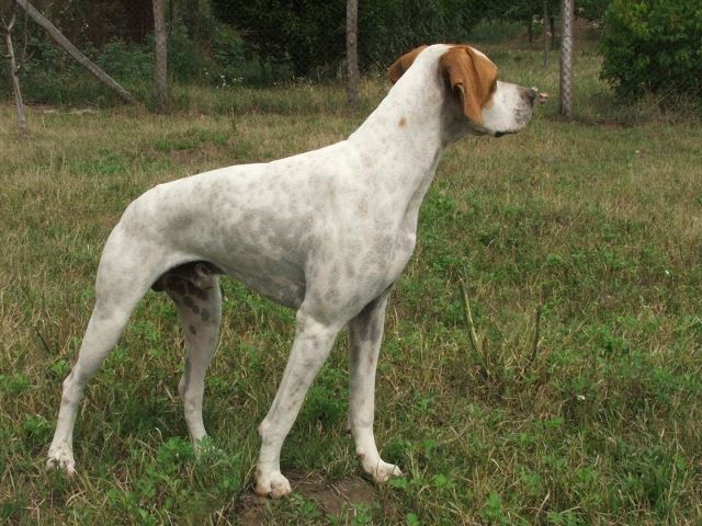 Will, a pótpapa