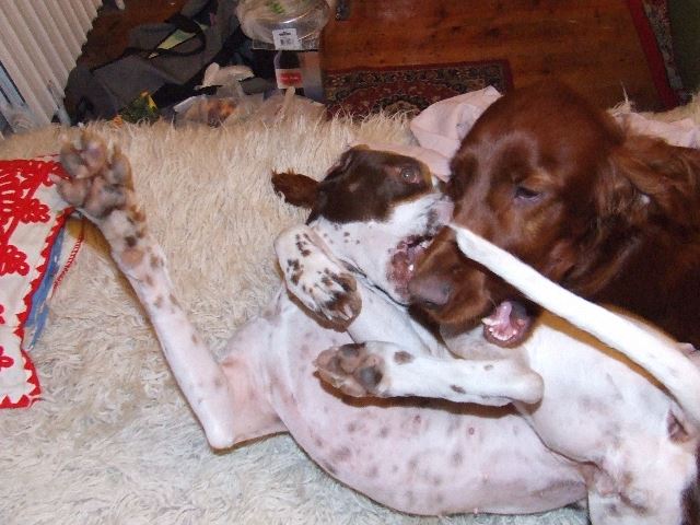 2006.december Fürdés utáni hancúrozás