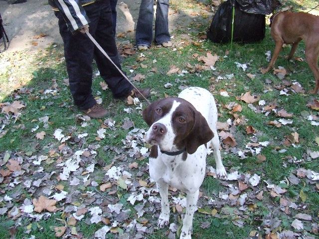 2007.10.14.Szentendre CAC - Bíró:Szabó Sándor - CAC,BOB
