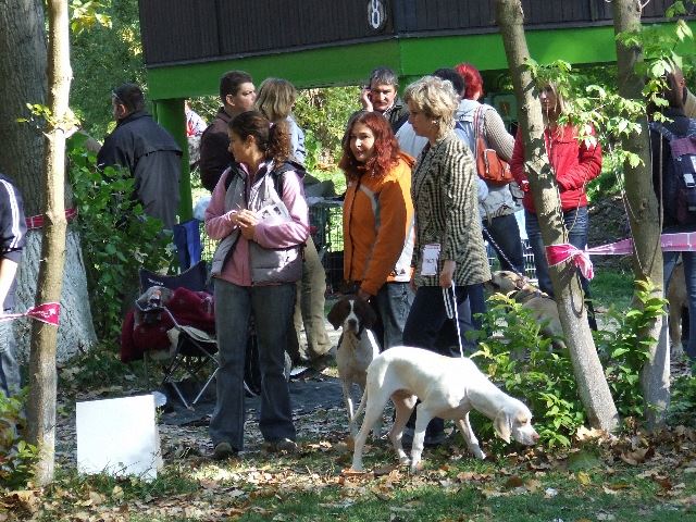 2007.10.14.Szentendre CAC - Bíró:Szabó Sándor - Ammily: CAC,BOB (Champion o.)
Iron: Nagyon Ígéretes (Baby O.)