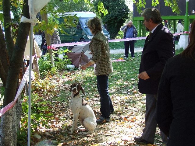 2007.10.14.Szentendre CAC - Bíró:Szabó Sándor - CAC,BOB (Champion o.)
