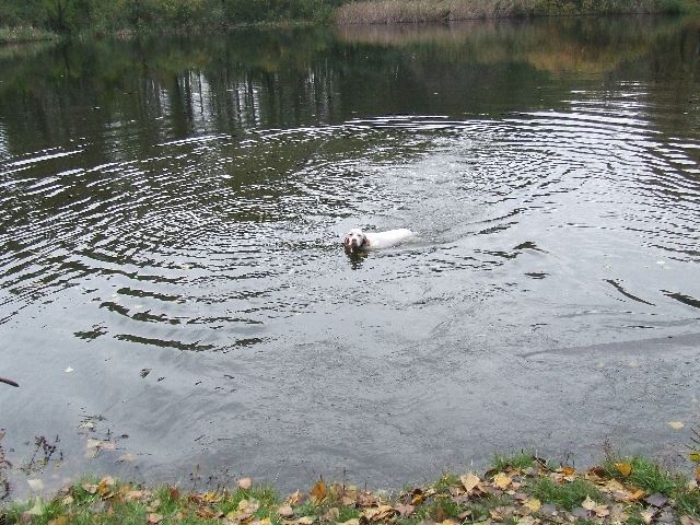 Ironnál látogatóban-Lébényi tónál