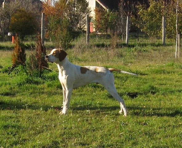 Izidor/Frodó