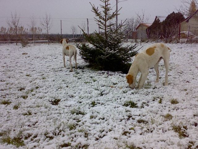 "Furcsa,fehér,hideg..." (Izidor/Frodó és Will)