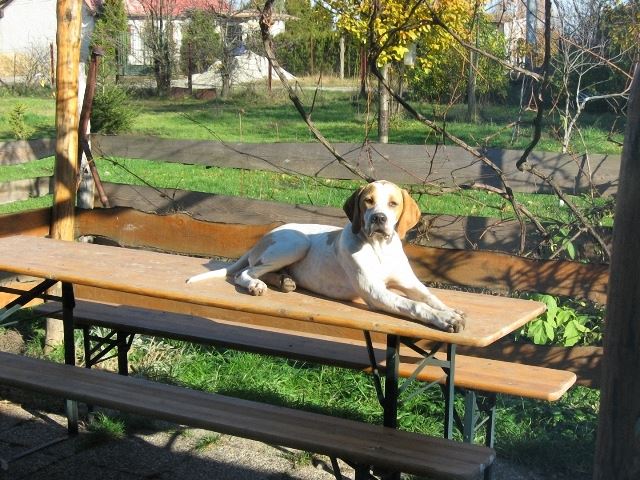 Izidor/Frodó