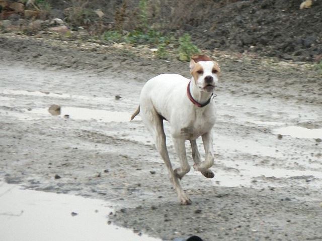 Irisz/Felice (6 hónapos)