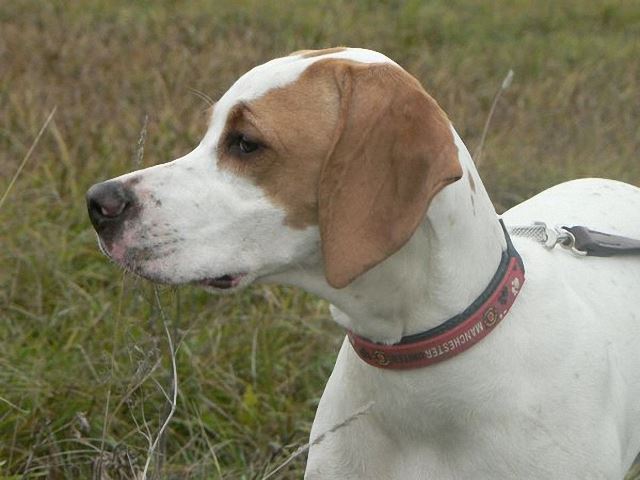 Irisz/Felice (6 hónapos)