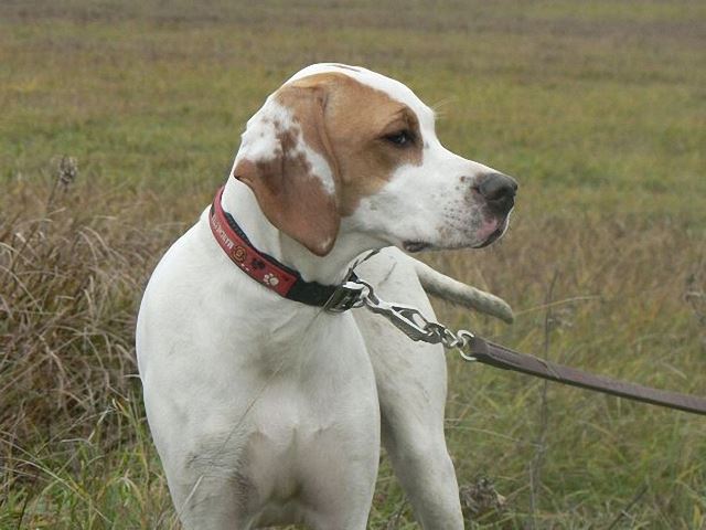 Irisz/Felice (6 hónapos)