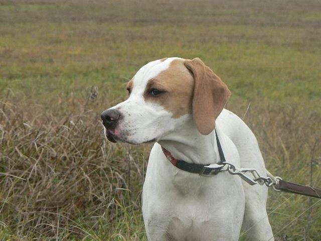 Irisz/Felice (6 hónapos)