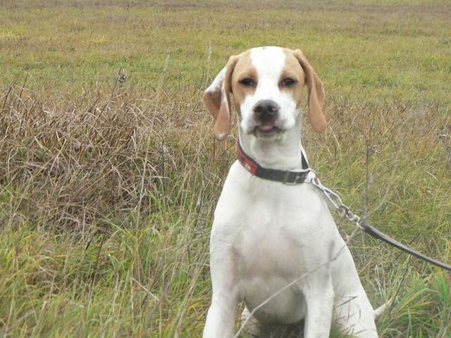Irisz/Felice (6 hónapos)