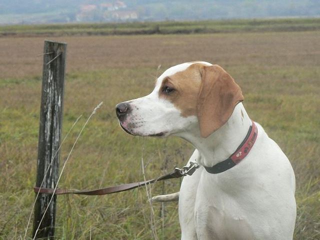 Irisz/Felice (6 hónapos)