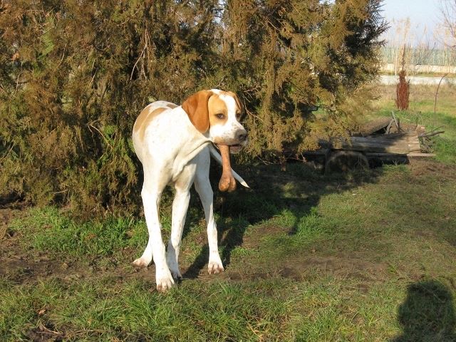 Izidor/Frodó és a csont-2007.december