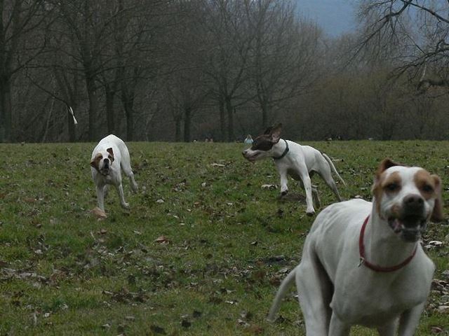 Irisz/Felice, Izabella/Szellő és Monty a szigeten-2008.február