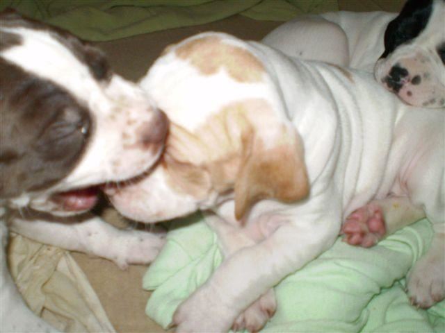 "Bekaplak" (Jack Daniels,Janka)