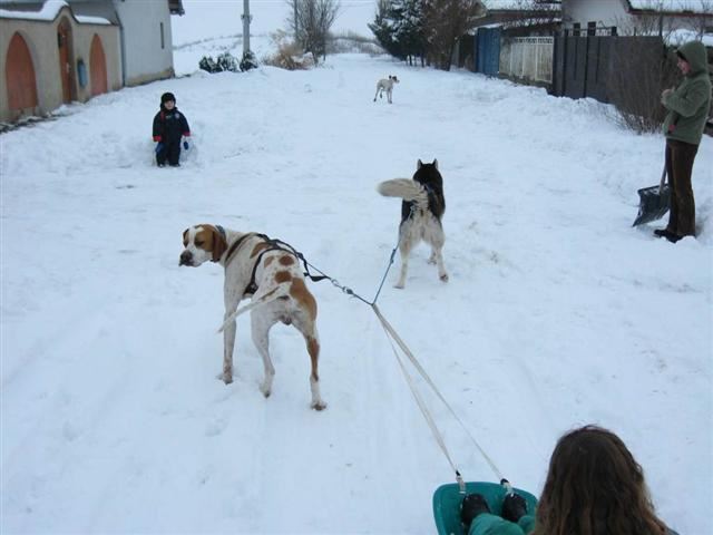 Izidor/Frodó mint szánhúzó