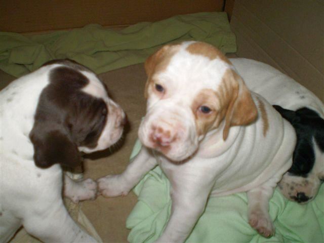 Jackie,Janka