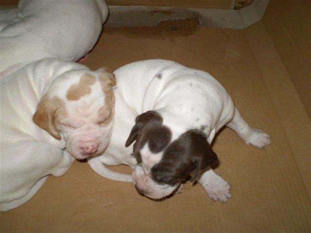 Jackie,Janka