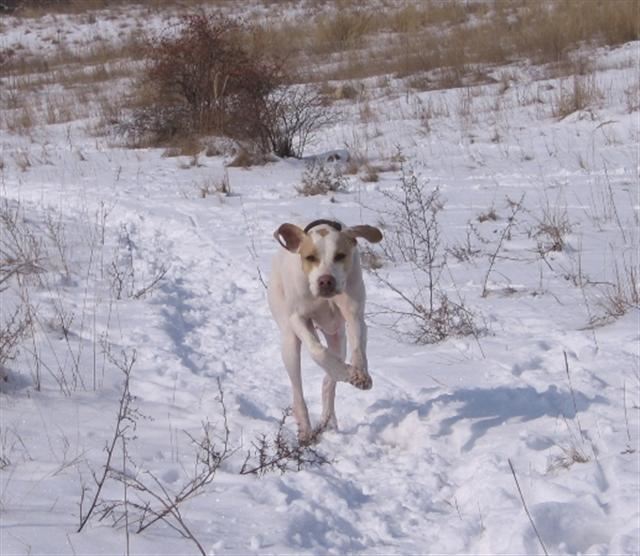 Iphike/Rozi és a nyúl