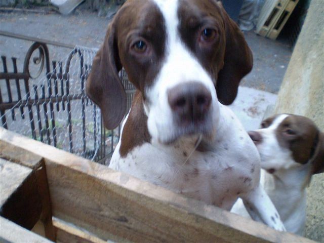 Ammily,Viki