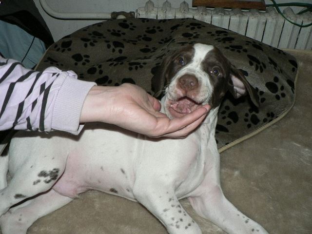 Jack fekszik - Hét és fél hetes